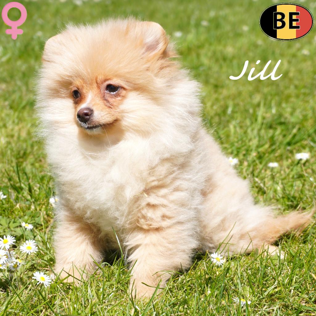 Jill, Petit Spitz de couleur crème à vendre (chiot belge), 15 semaines à 1 an, Commerçant, Belgique, Un chien