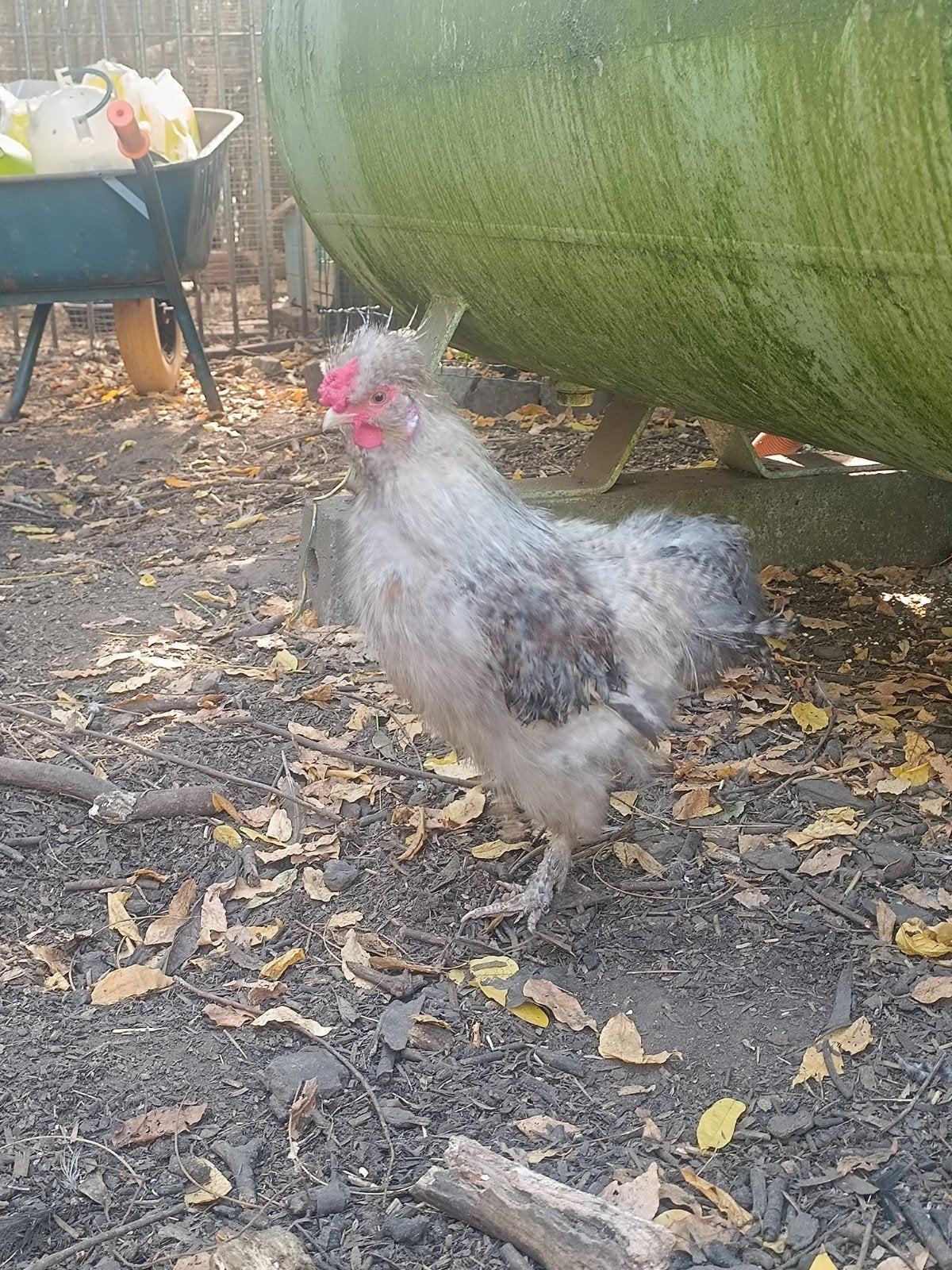 Gratis zijdehoen haan, Dieren en Toebehoren, Mannelijk, Kip