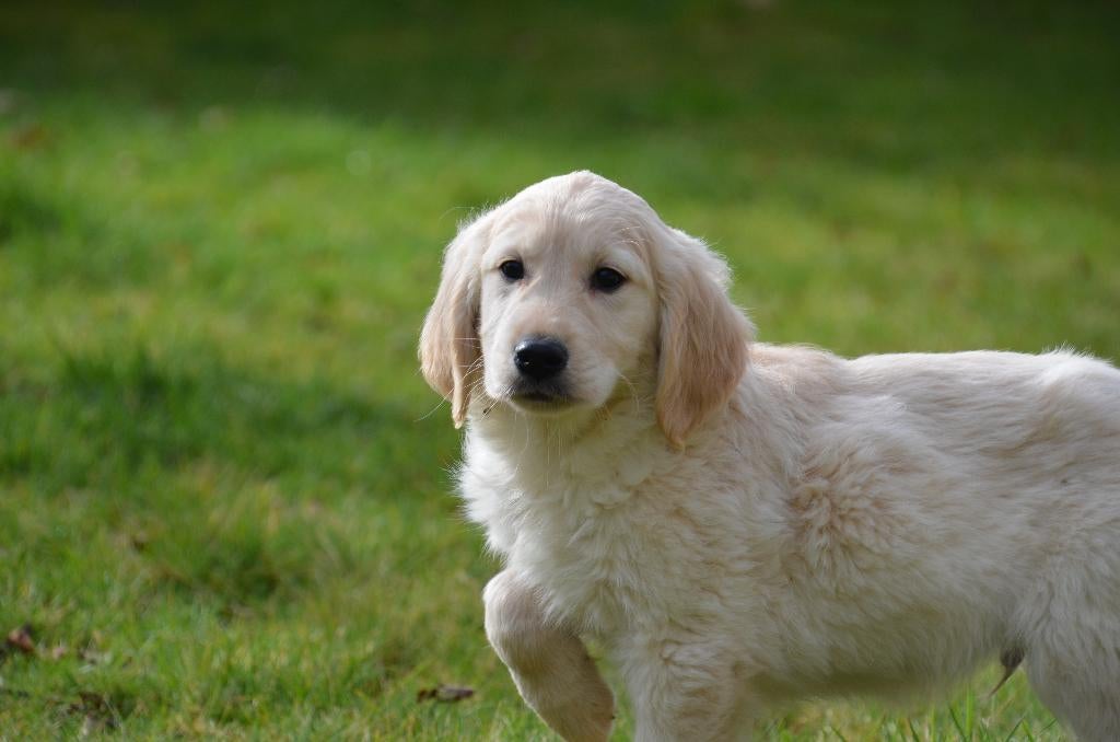 Golden Retriever pups, Dieren en Toebehoren, België, 15 weken tot 1 jaar, Teef, Meerdere