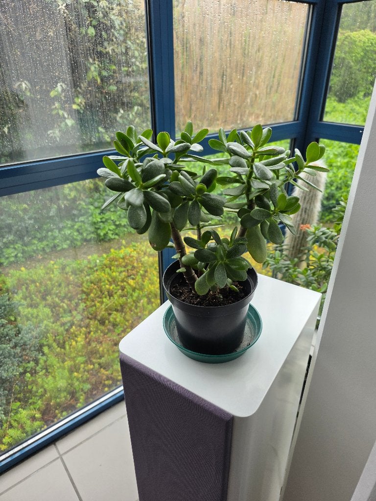 Crassula ovata - Jadeplant (kamerplant), Enlèvement, Plante succulente