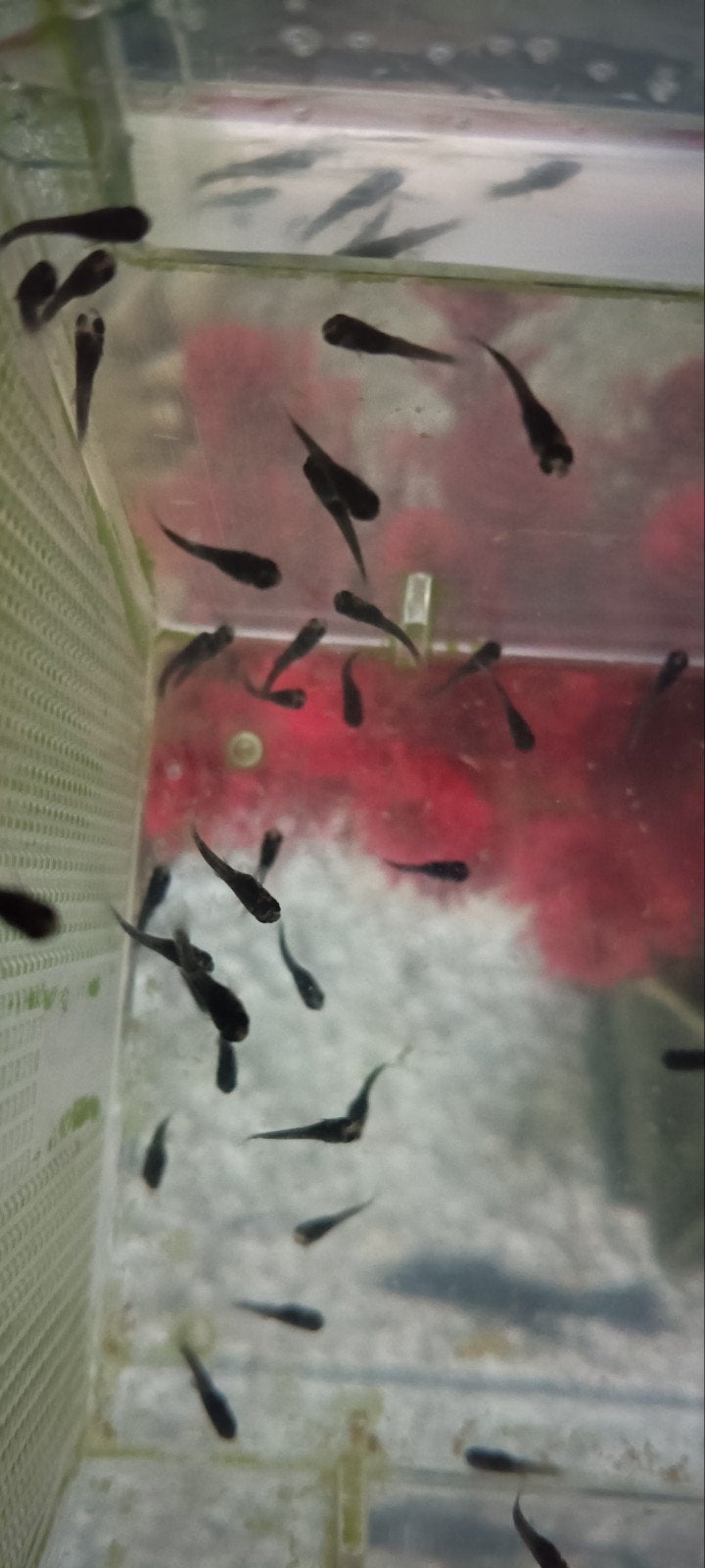 Black Molly jongen 2 weken oud, Dieren en Toebehoren, Vis, Zoetwatervis