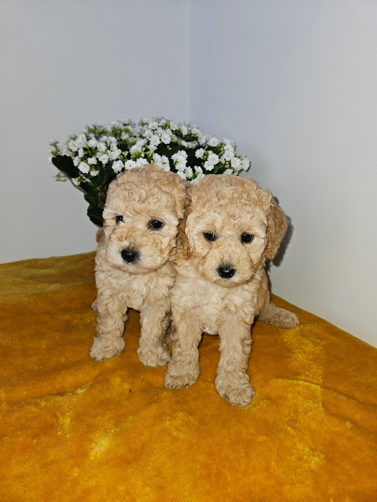 Chiots caniches couleur abricot, Caniche, 8 à 15 semaines, Plusieurs, Éleveur | Loisir