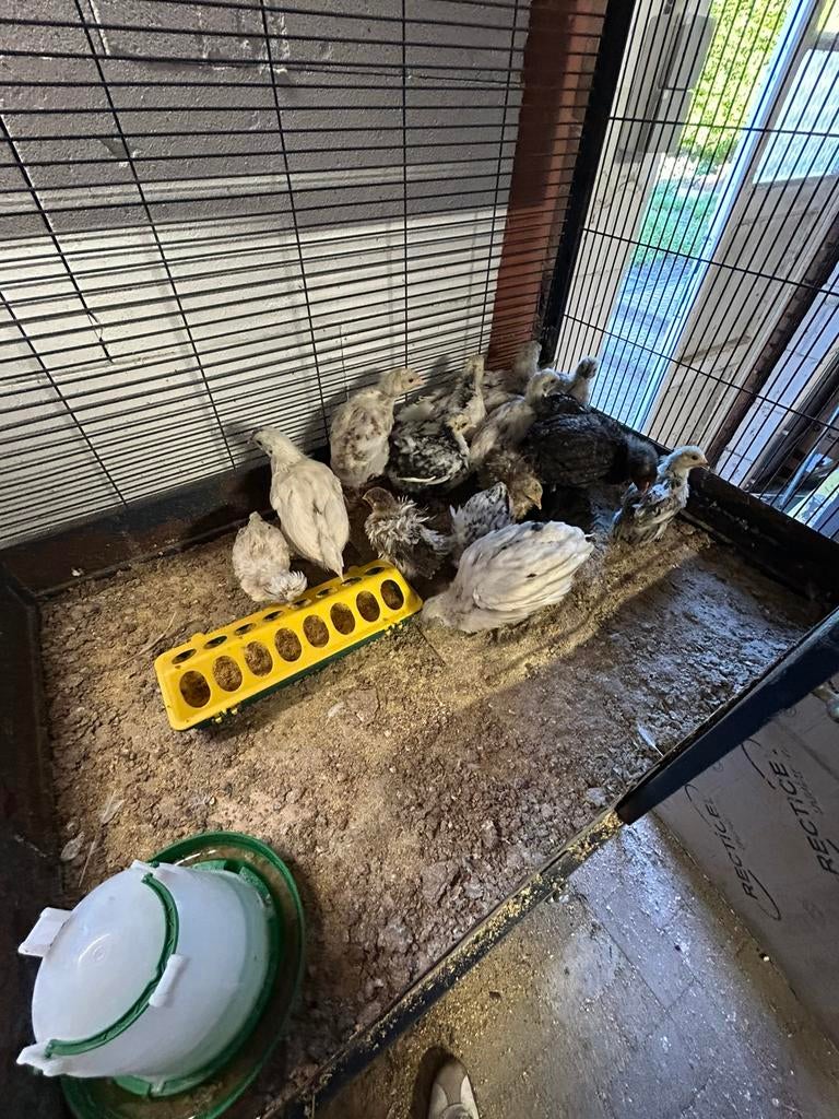 Kuikens, Dieren en Toebehoren, Geslacht onbekend, Kip