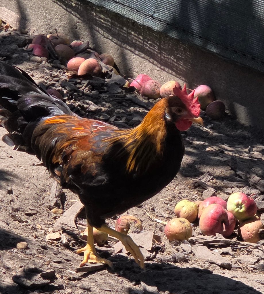Leghorn goudpatrijs haantjes, Dieren en Toebehoren, Pluimvee, Mannelijk, Kip