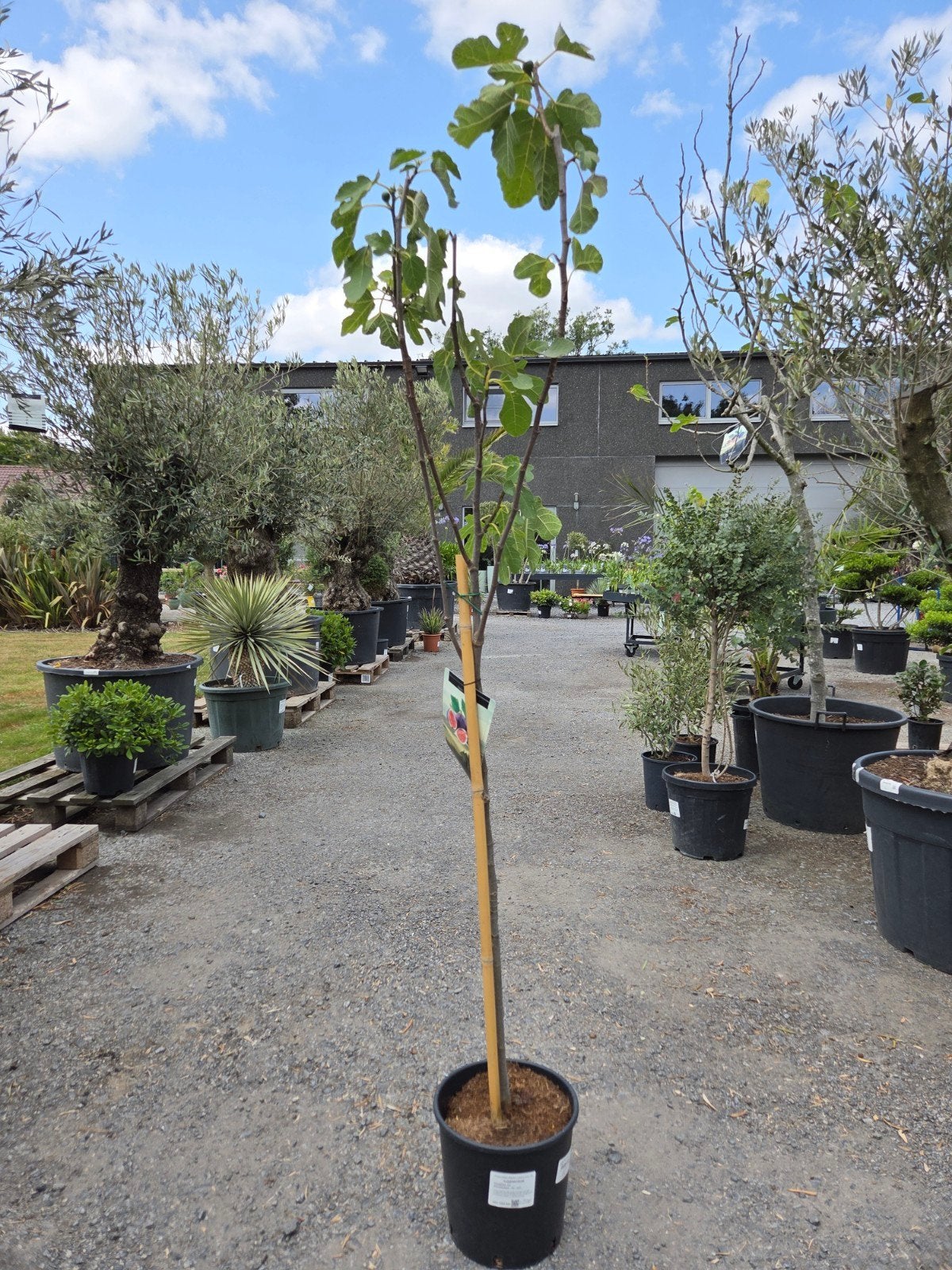 Vijgenboom Ficus Carica 'Brown Turkey', Ophalen, Vijgenboom