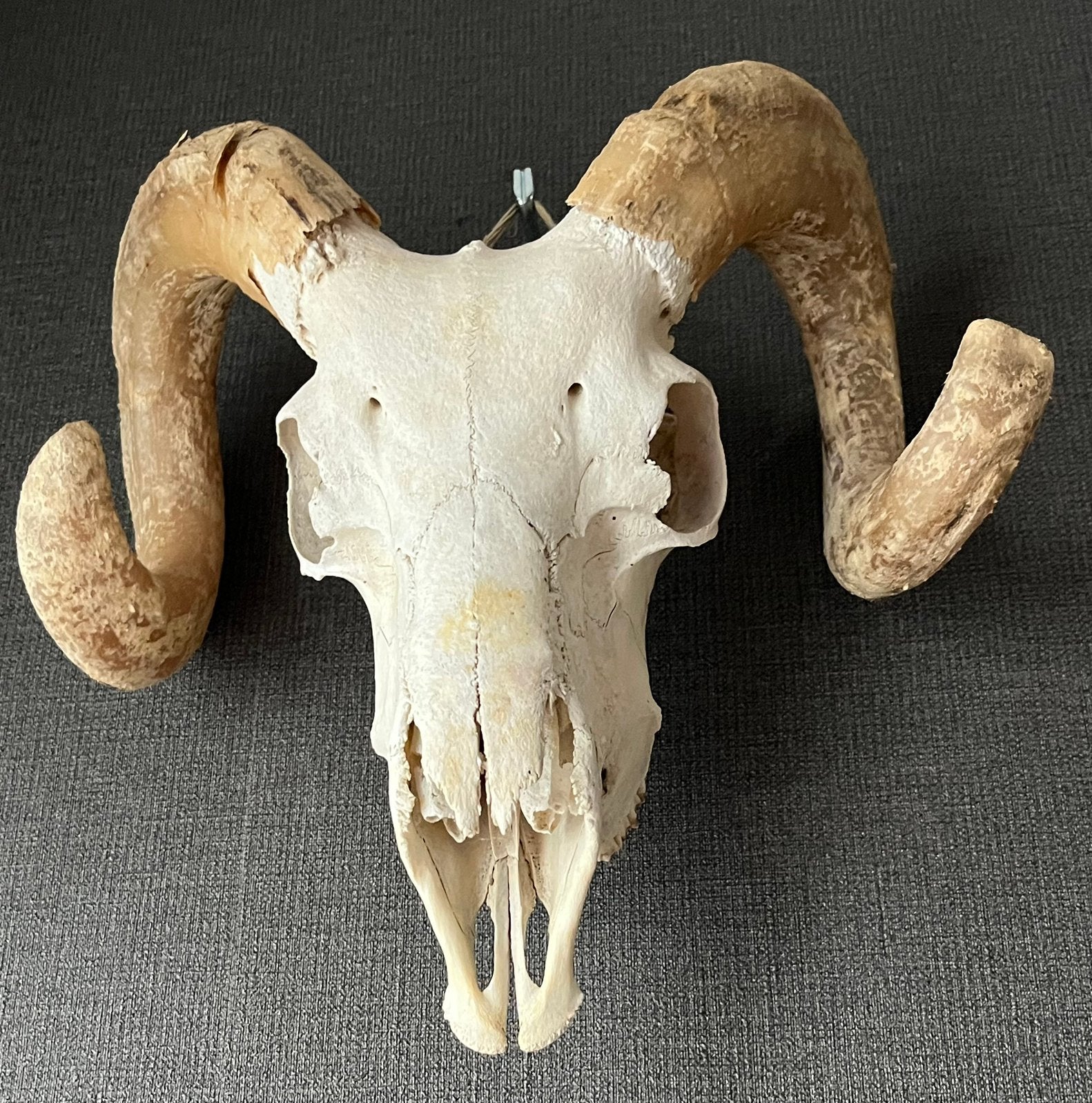 Schedel, Dieren en Toebehoren, Schapen, Geiten en Varkens, Mannelijk, Schaap