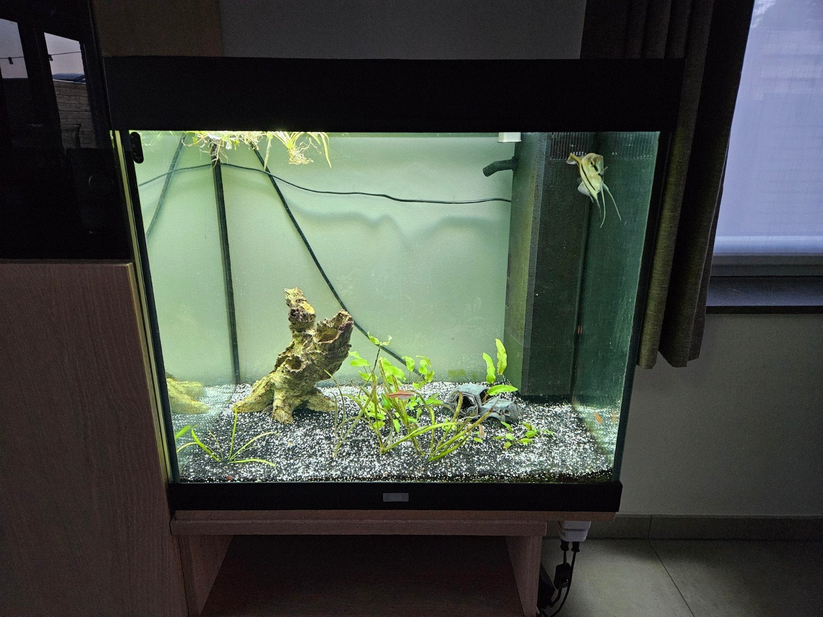 Aquarium Juwel 200l met vissen, Animaux & Accessoires, Aquarium d'eau douce rempli, Couvercle inclus, Enlèvement, Utilisé
