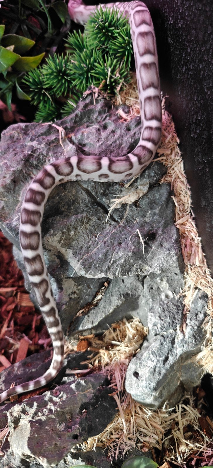 scaleless anery (man), Dieren en Toebehoren, Slang, Tam, 0 tot 2 jaar