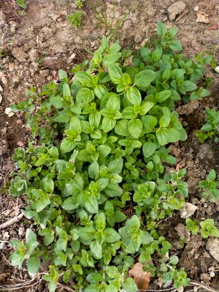 Oregano, Ophalen