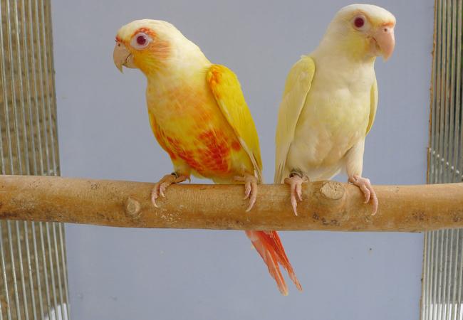 Gezocht: parkieten,Pyrurra caique’s enz, Dieren en Toebehoren