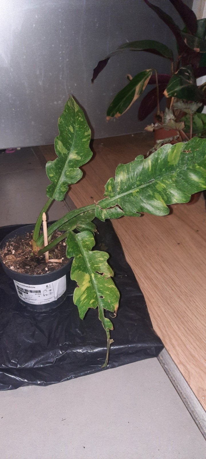 plante philodendron Ring of fire.Anneau de feu. rare!, Ophalen, Overige soorten, Halfschaduw, In pot