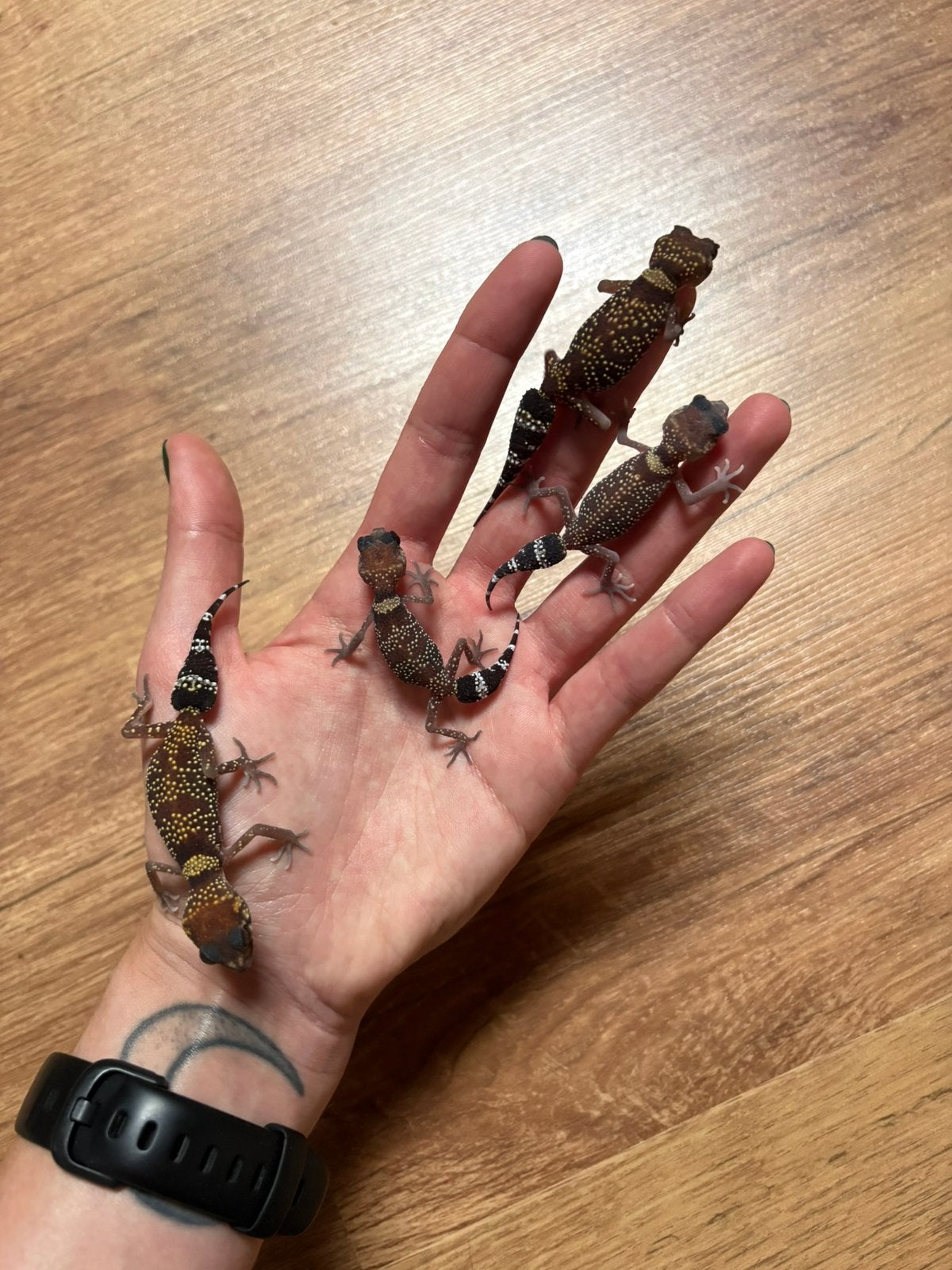 Australische dikstaartgekko’s, Animaux & Accessoires, Reptiles & Amphibiens, Lézard, Domestique, 0 à 2 ans