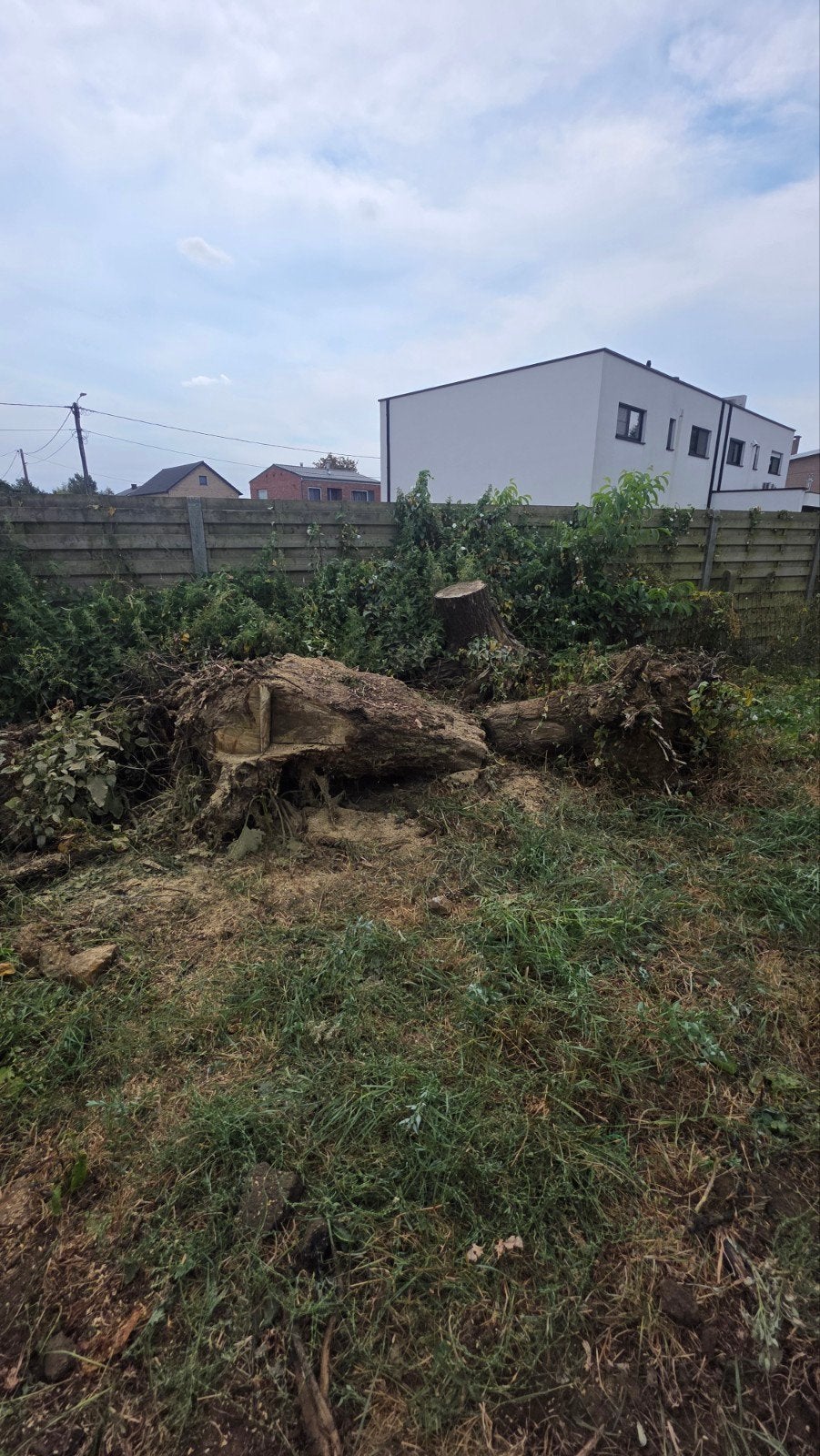 grote boomstammen, Ophalen
