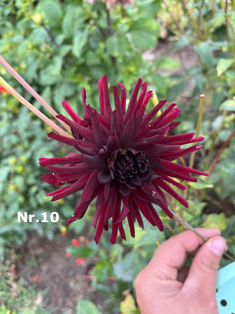 Dahlia knollen, Ophalen, Voorjaar, Volle zon, Knol