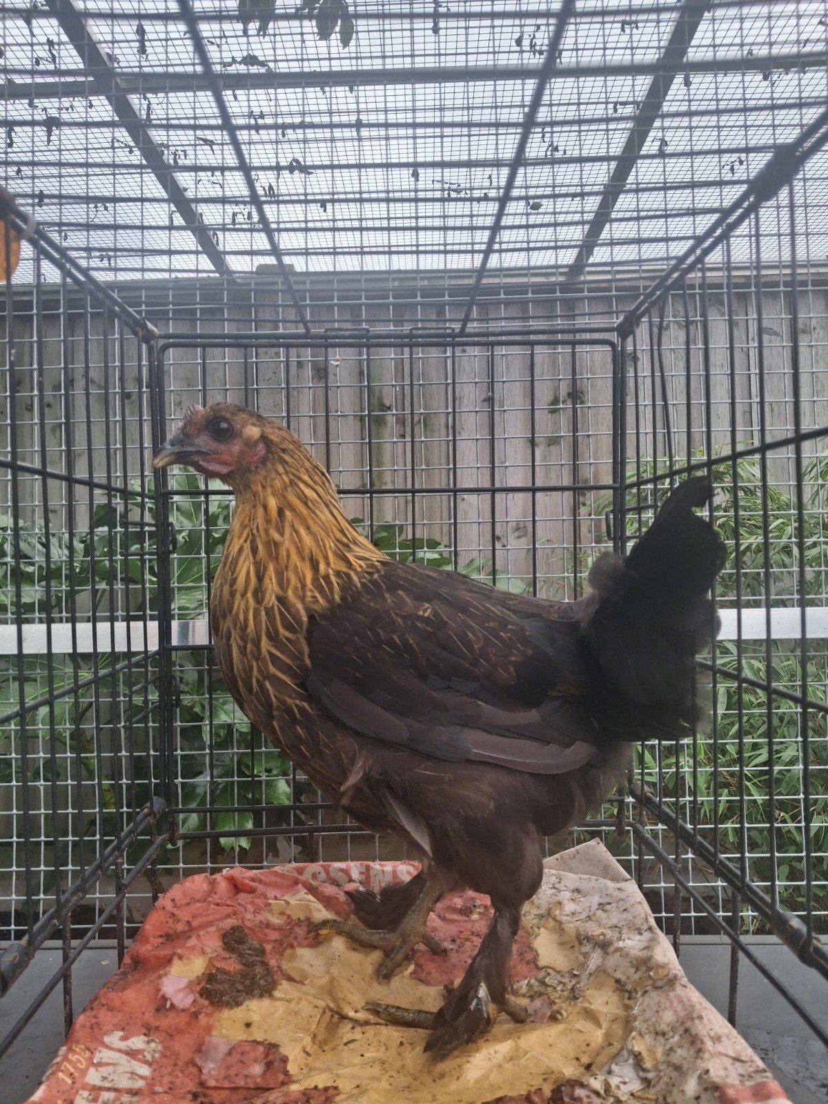 Kruising hen, Dieren en Toebehoren, Pluimvee, Vrouwelijk, Kip