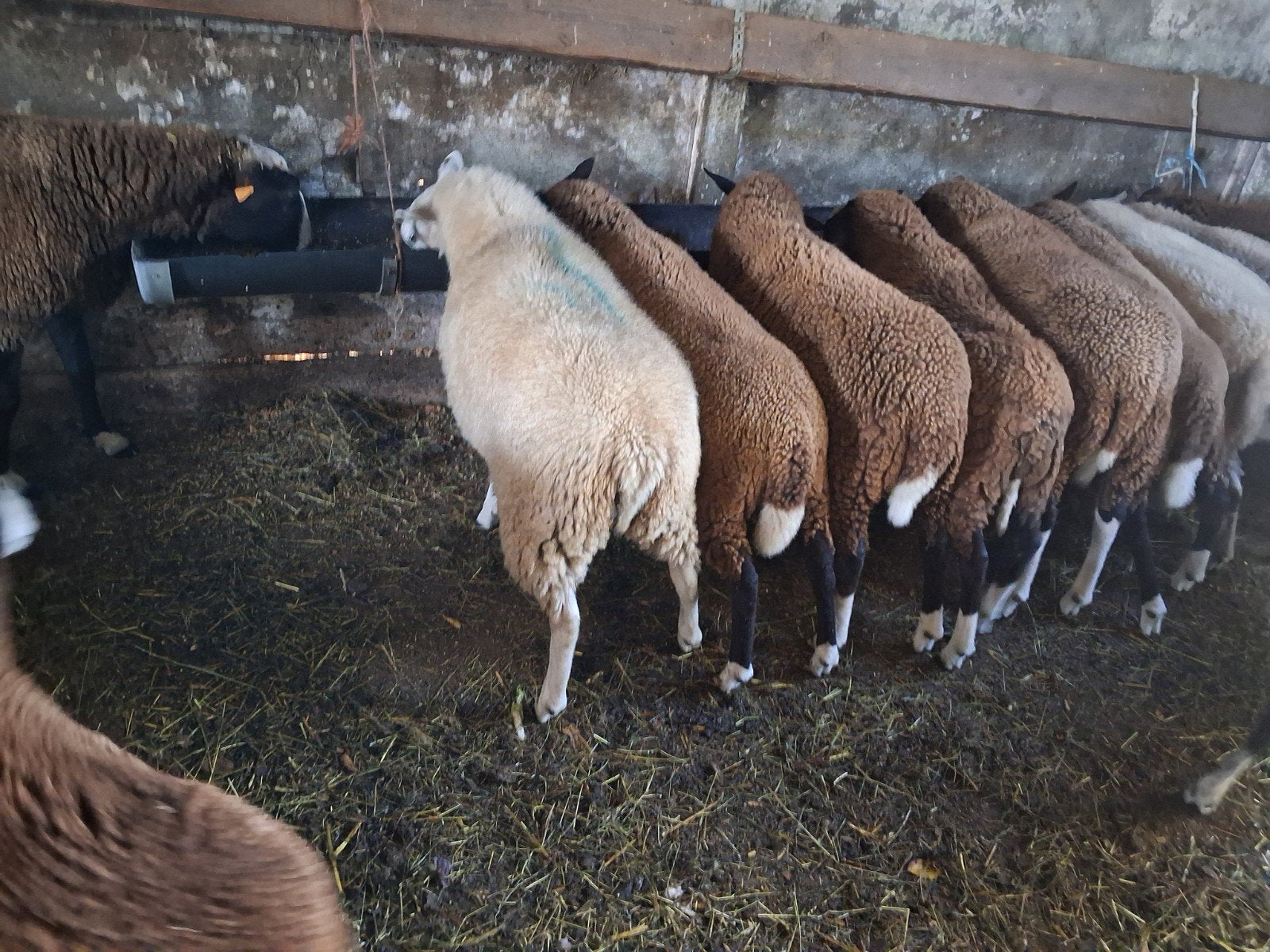 zwartbles ooien jaarlingr, Dieren en Toebehoren