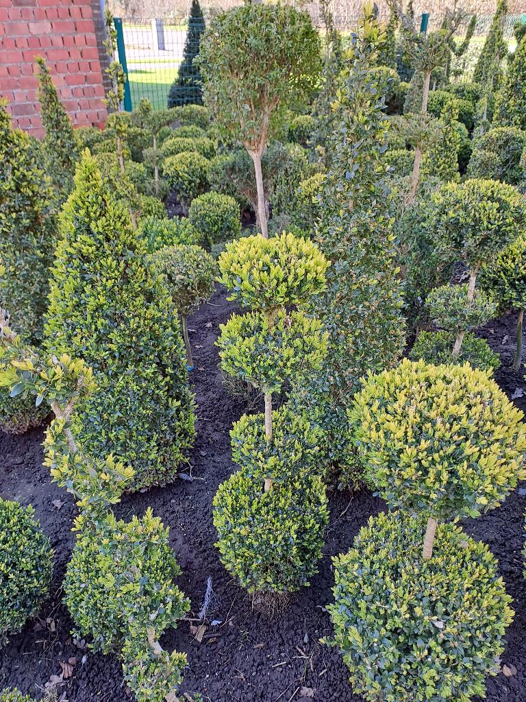 buxus bolletjes en andere mooie buxus vormen v a 3€, Ophalen, Buxus, Struik, Minder dan 100 cm