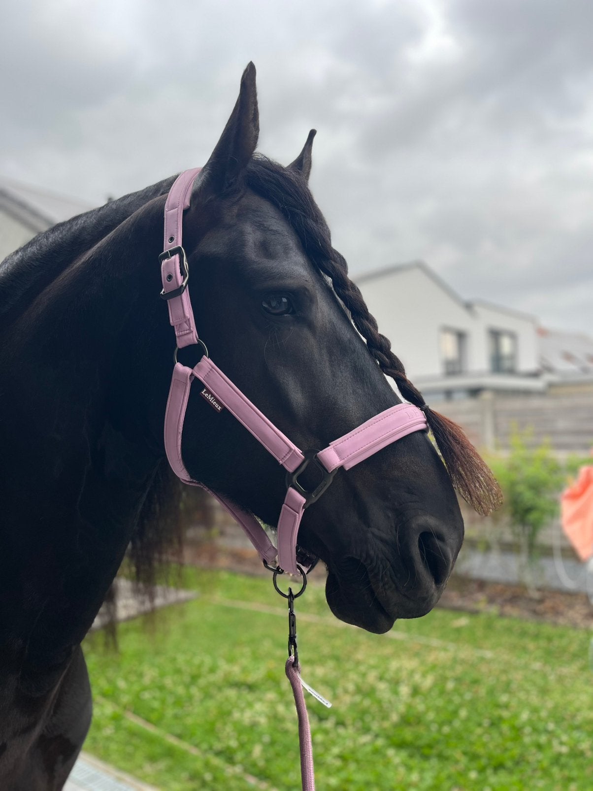 Fries Paard Gezocht