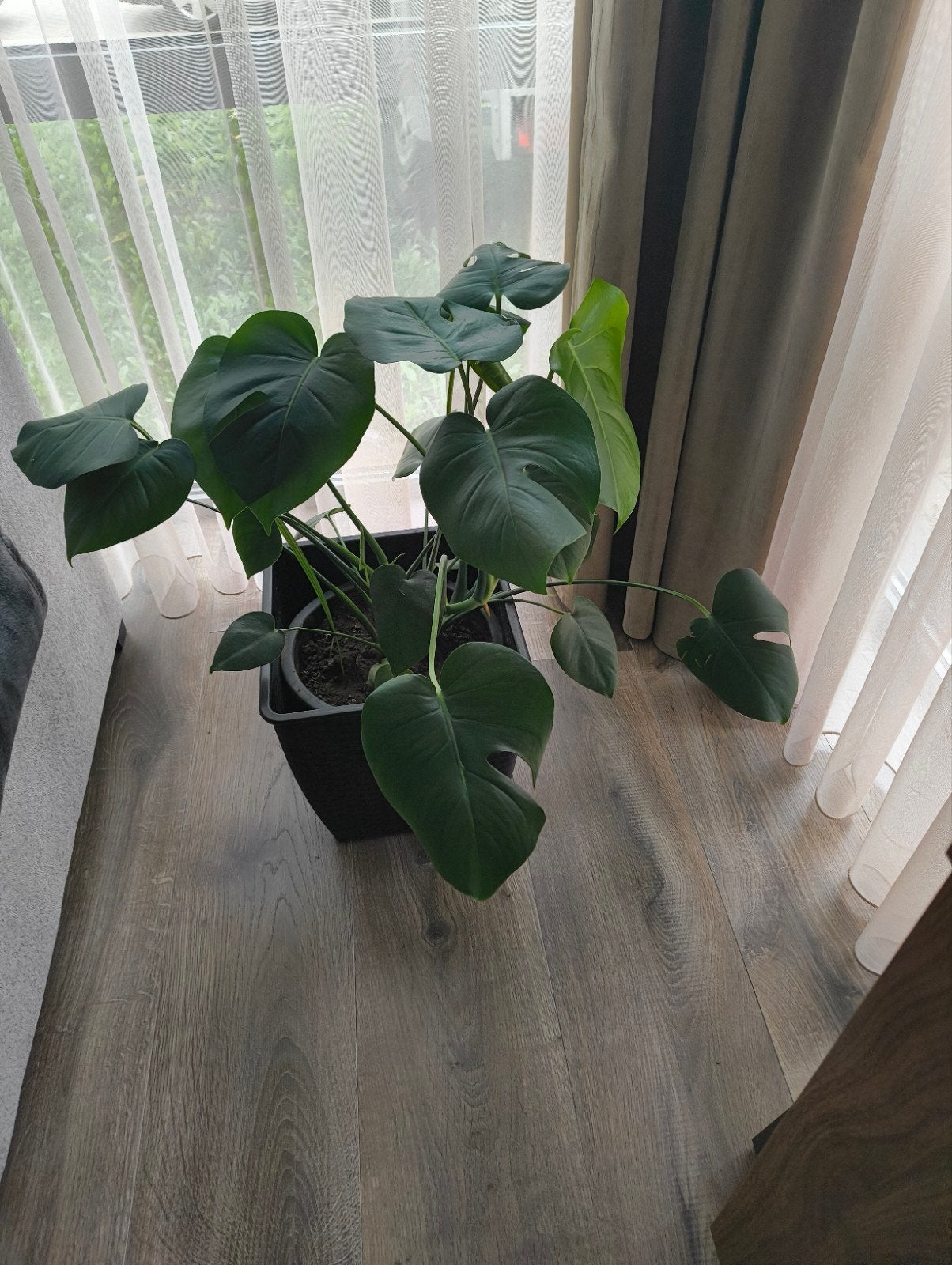 Kamerplant, Ophalen, Halfschaduw, In pot, Minder dan 100 cm
