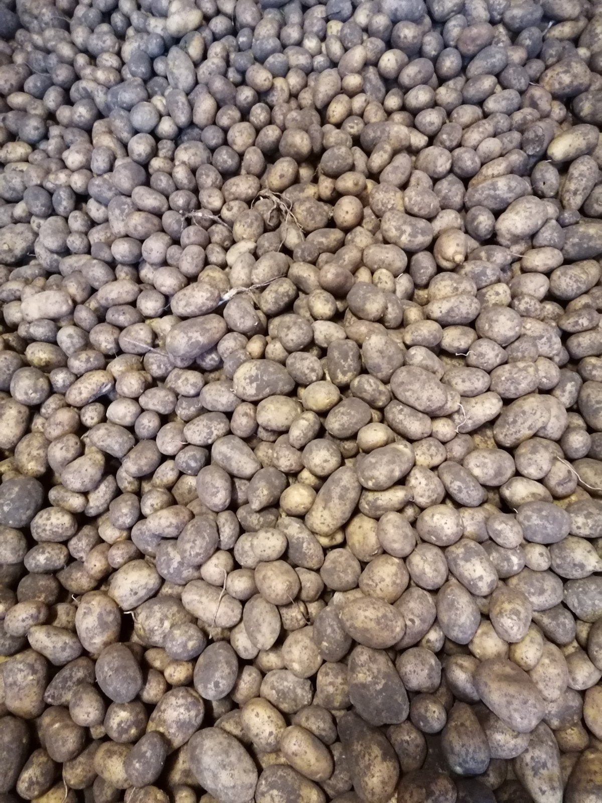 Pommes de terre frises et pommes de terre à la gelée, Articles professionnels, Enlèvement