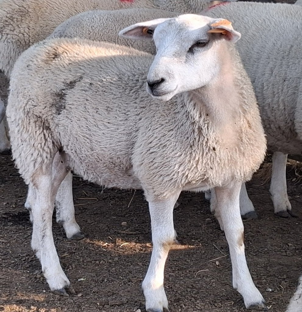 Swifter stamboek ooilammeren te koop, Dieren en Toebehoren, Schapen, Geiten en Varkens, Vrouwelijk, Schaap, 0 tot 2 jaar