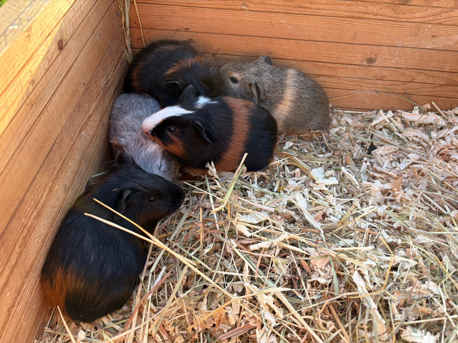 3 Jonge cavia zeugjes en 1beer, Domestique, Septembre, Plusieurs animaux, Cobaye
