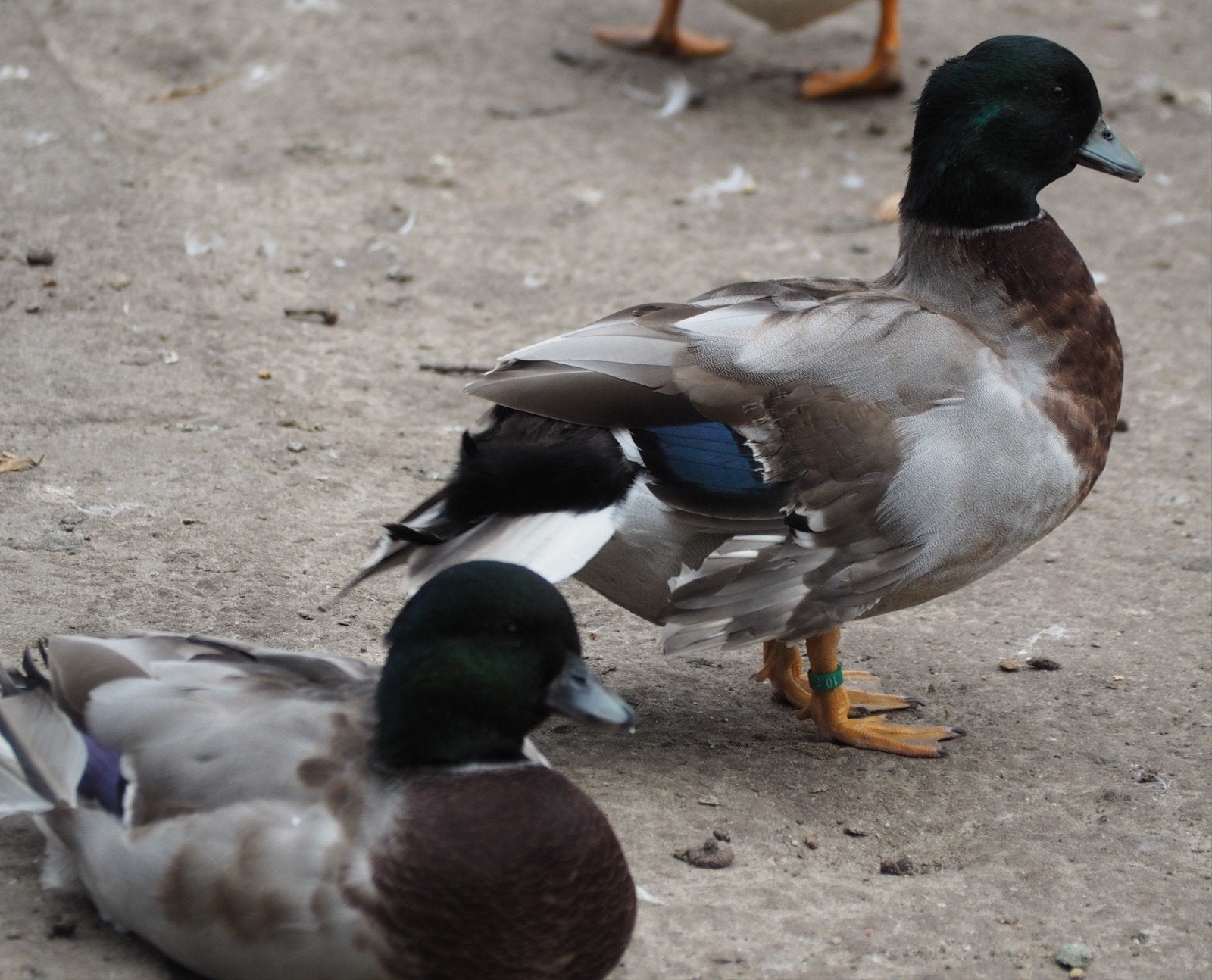 Eenden Hollandse kwakers, Dieren en Toebehoren, Meerdere dieren, Eend