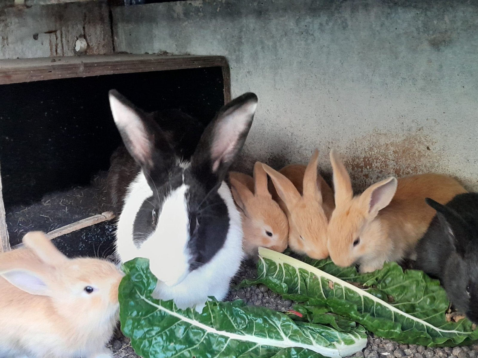5 konijntjes, Dieren en Toebehoren, Konijnen, Meerdere dieren, Groot, 0 tot 2 jaar