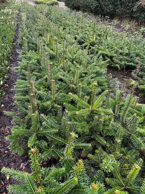Nordmannden - Abies nordmanniana plantgoed, Tuin en Terras, Ophalen
