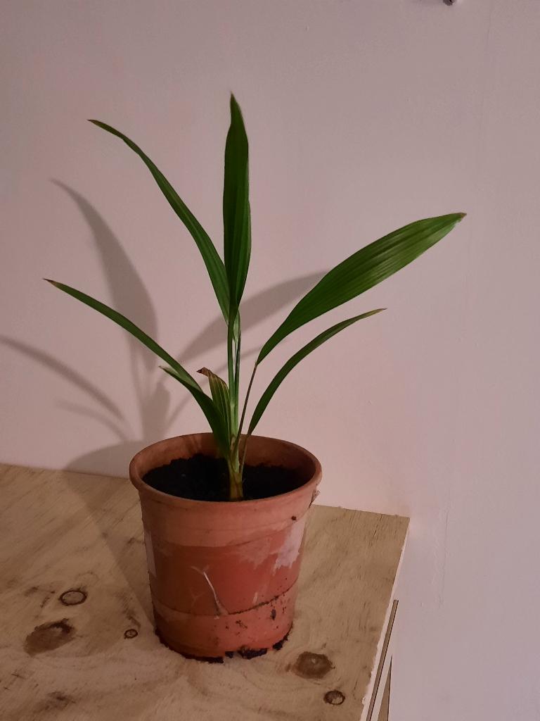 50 palmboom stekken | Trachycarpus wagnerianus, Tuin en Terras, Planten | Bomen, In pot, Halfschaduw, Ophalen of Verzenden, Lente