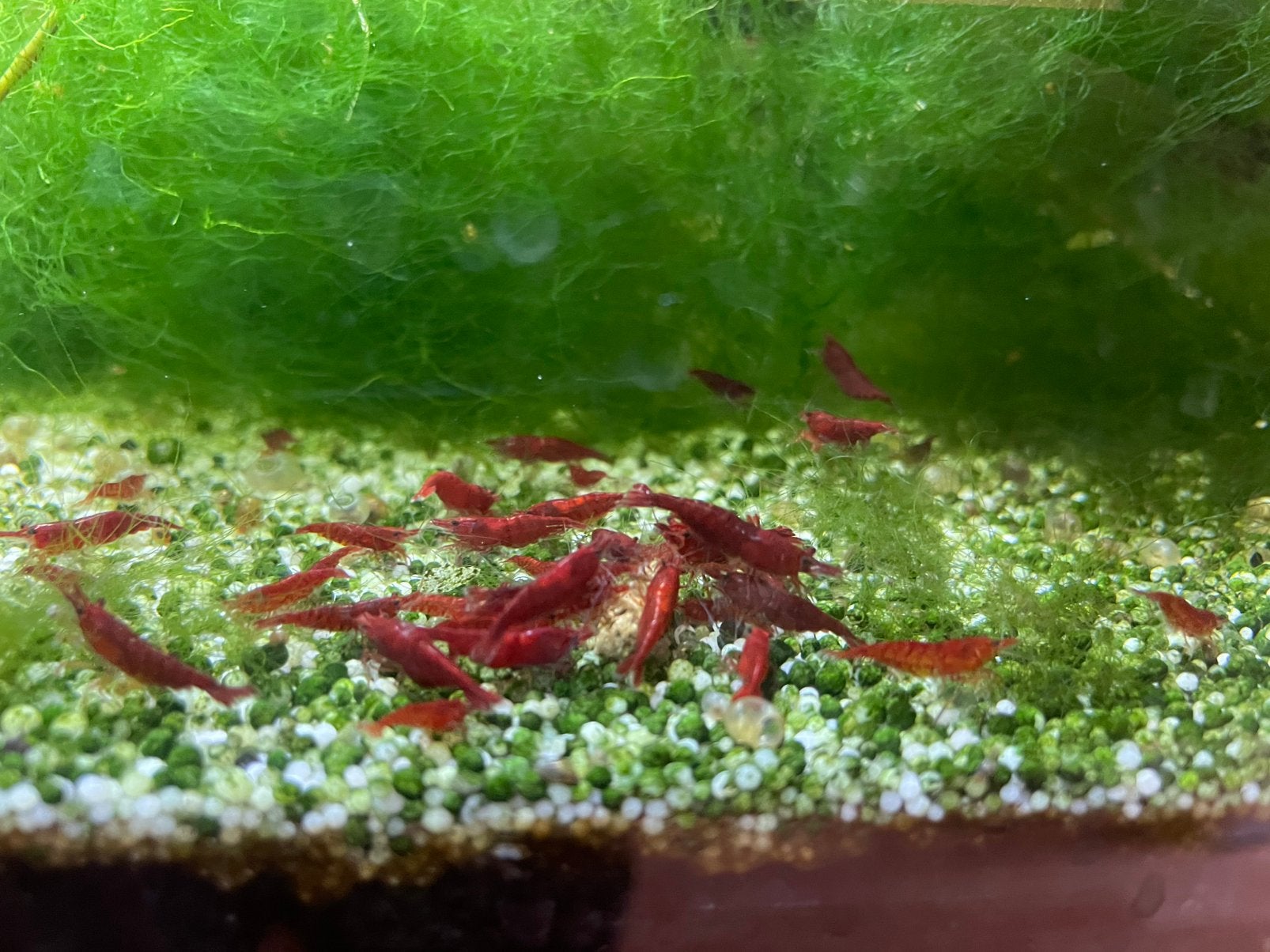 Fire red + bloody mary garnalen, Kreeft, Krab of Garnaal, Zoetwatervis, Schoolvis