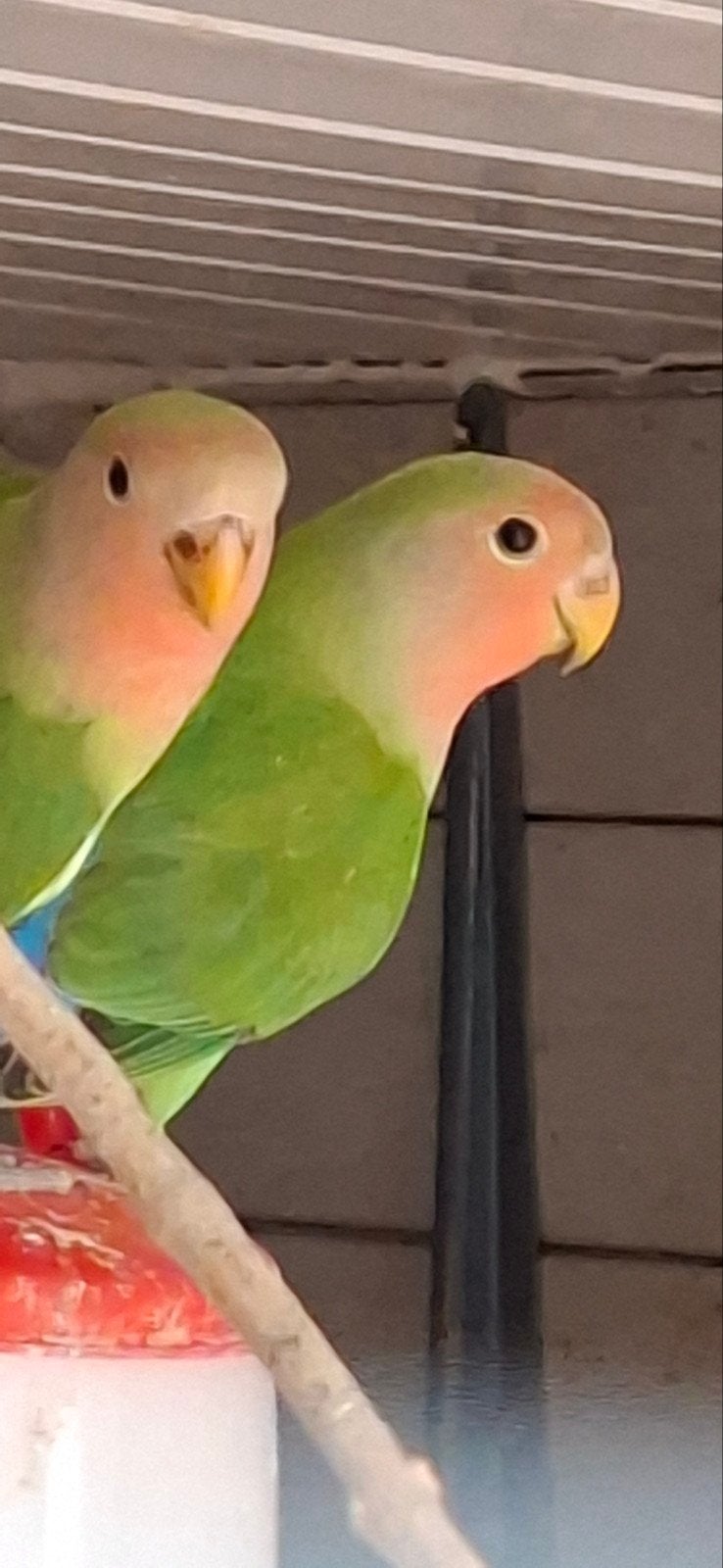 agapornis, Dieren en Toebehoren