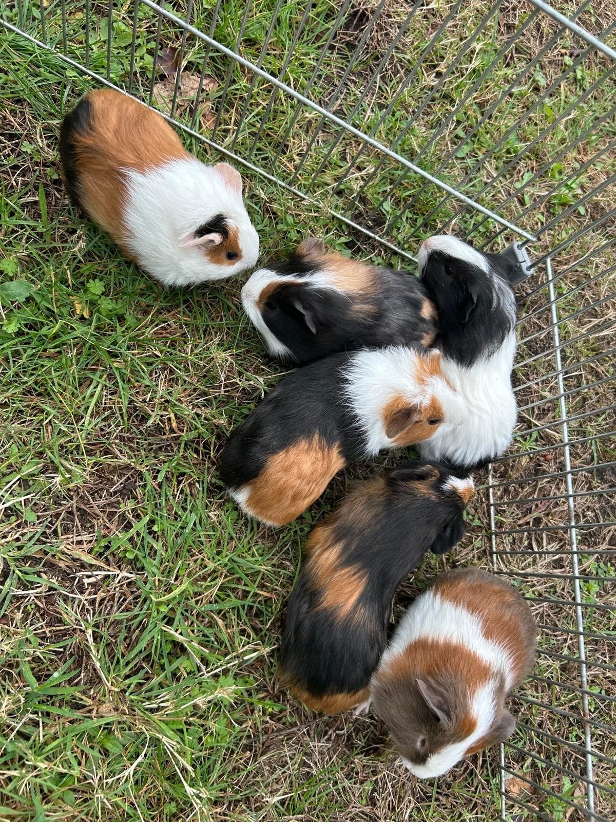 mooie jonge cavia's, Dieren en Toebehoren, September, Mannelijk, Cavia