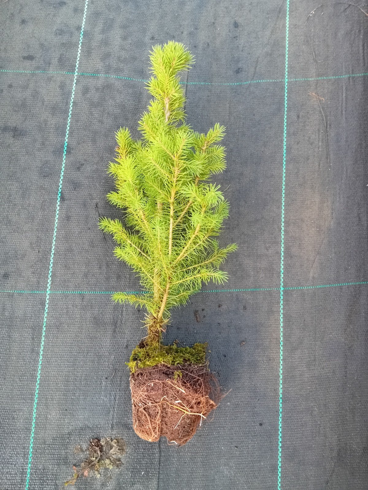 Picea Glauca Conica, Tuin en Terras, Ophalen