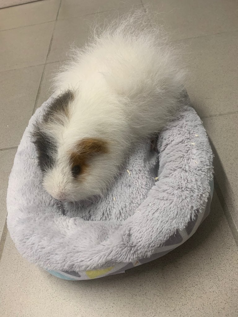 Cavia mannetje, Animaux & Accessoires, Rongeurs, Mâle, Domestique, Septembre, Cobaye