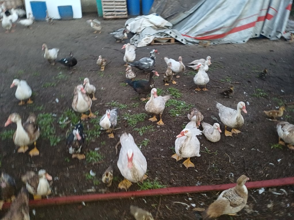 Muskuseenden te koop, Dieren en Toebehoren, Meerdere dieren, Eend