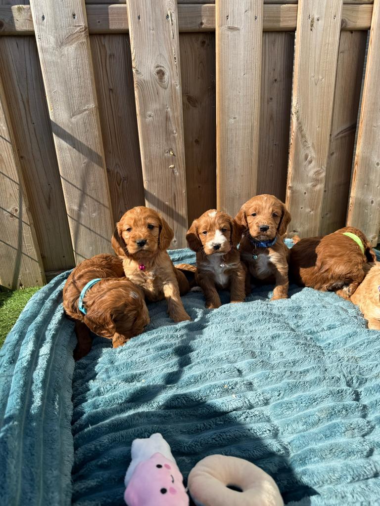 Prachtige cockapoo pups, Parvo, België, Overige rassen, 8 tot 15 weken