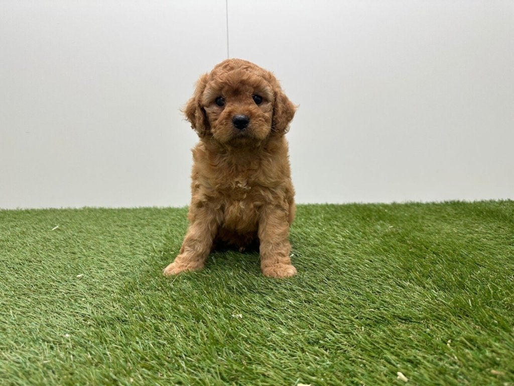 Nid pour chiots Cavapoo, Taille moyenne, Plusieurs, Hépatite contagieuse (maladie de Rubarth), Belgique