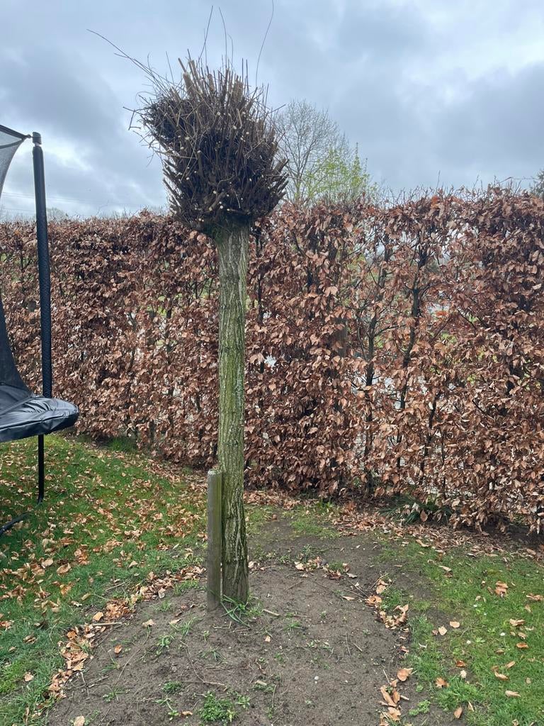 Mooie bomen/ hagebeuke Gratis komen halen, Enlèvement