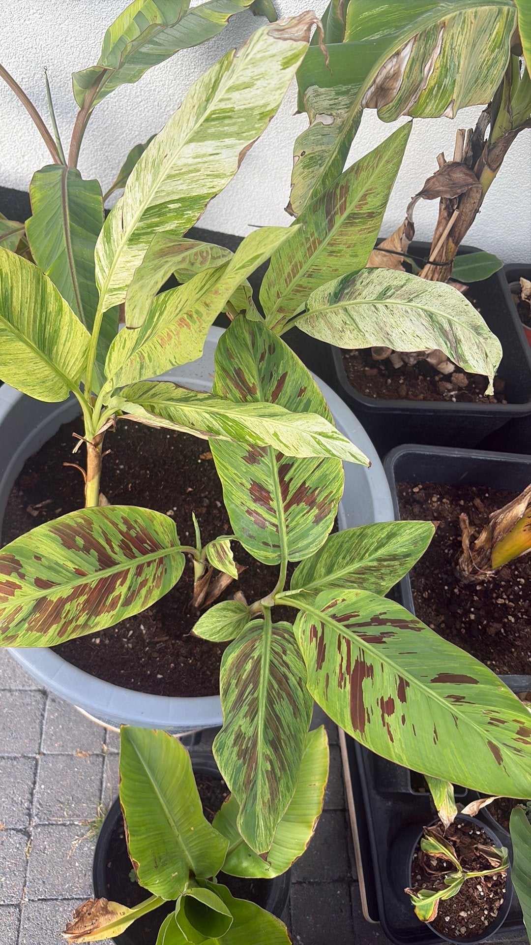 Musa acuminata mint, Tuin en Terras, Planten | Tuinplanten, Volle zon, Vaste plant, Zomer, Ophalen