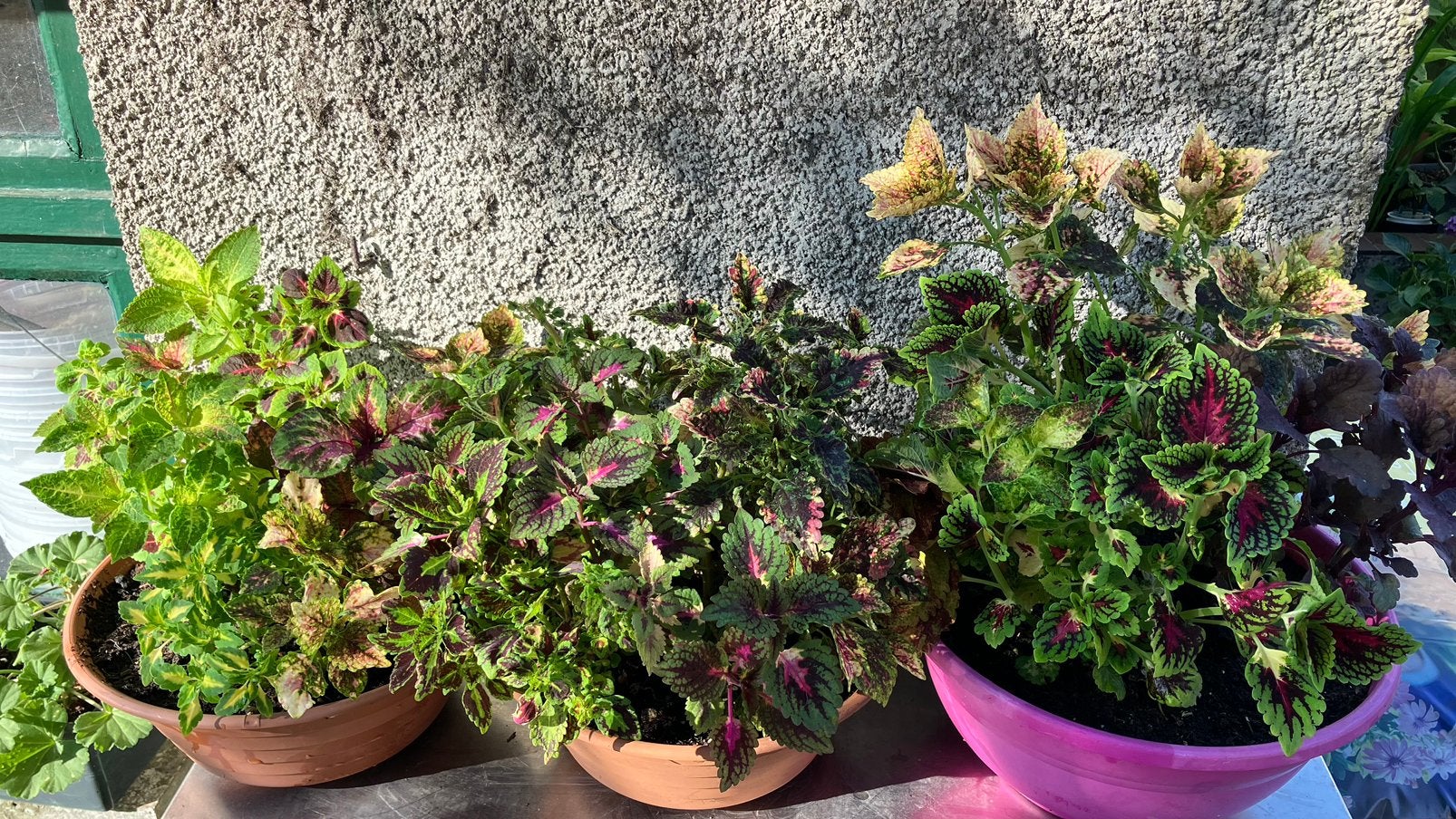 Coleus, Enlèvement