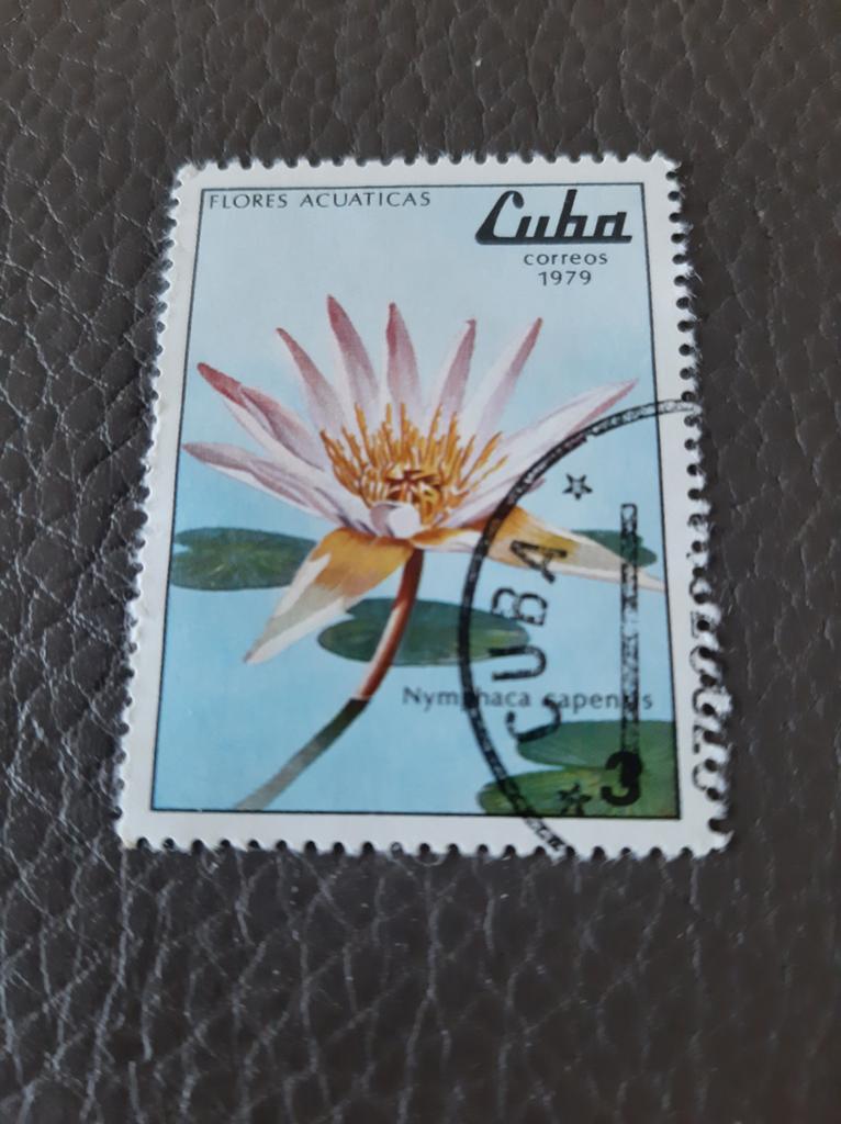 Cuba 1979 Kaapse blauwe waterlelie, Ophalen of Verzenden, Gestempeld