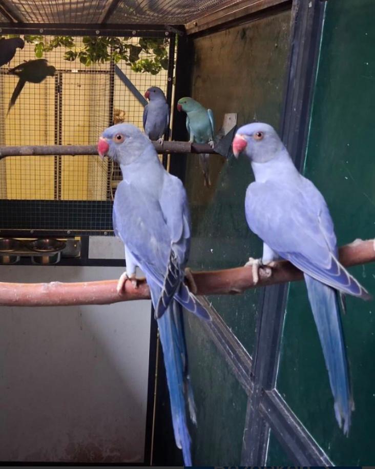 Jonge voor handopvok, Meerdere dieren, Geringd