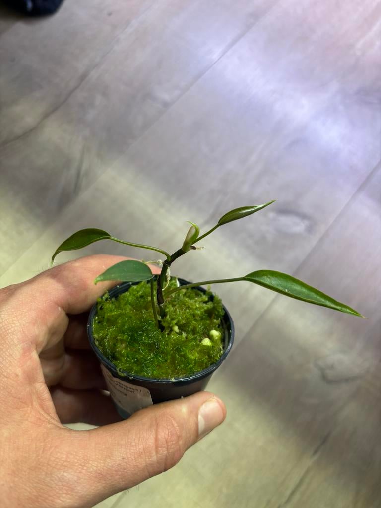 Terrarium plant (philodendron mini midget), Ophalen of Verzenden