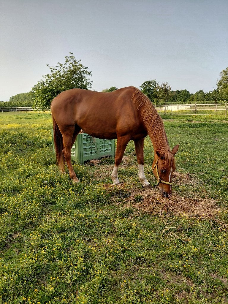 Prachtige grote springmerrie, Dieren en Toebehoren, Merrie, Springpaard, 170 tot 175 cm, 11 jaar of ouder