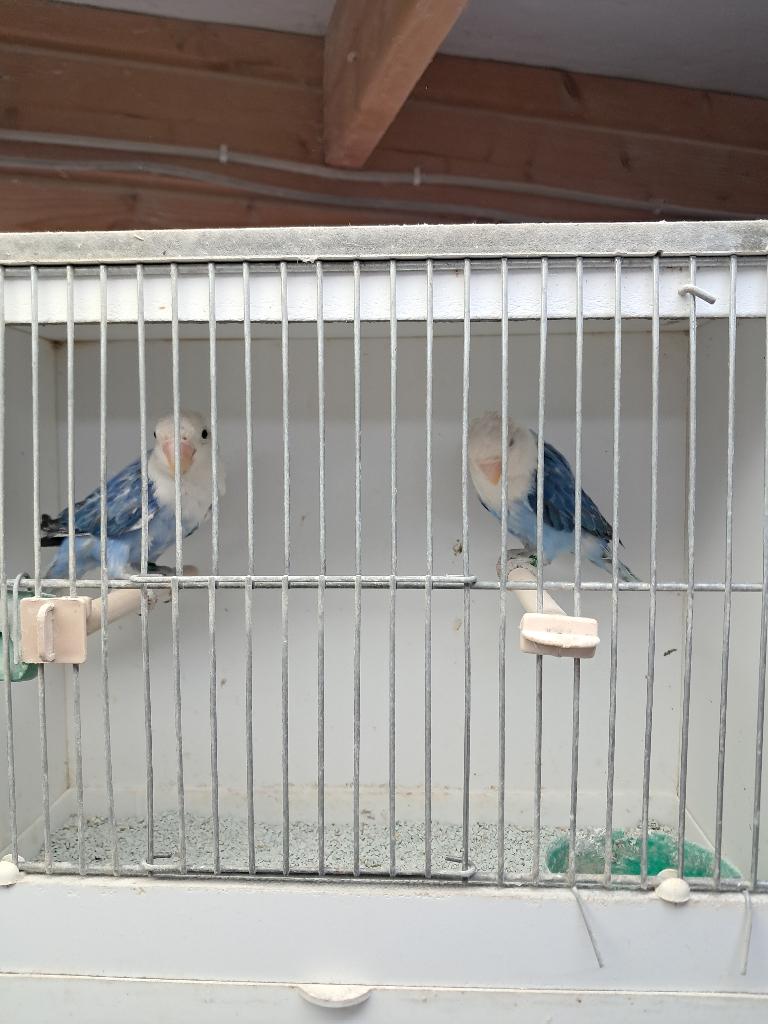 Blauw opaline fischeri, agaporniden, parkieten, vogels, Dieren en Toebehoren, Meerdere dieren, Dwergpapegaai of Agapornis, Geringd