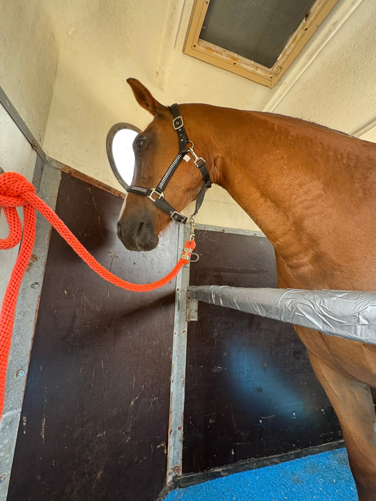 À moitié stable recherchée, Pâturage, 4 chevaux ou poneys ou plus
