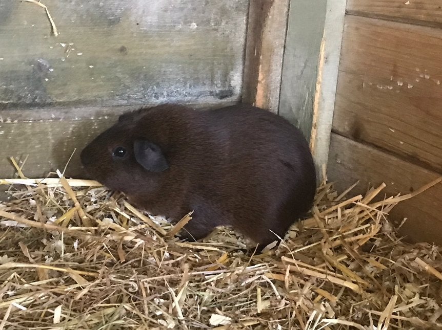 cavia goud agouti gladhaar, Animaux & Accessoires, Rongeurs, Avril, Femelle, Cobaye