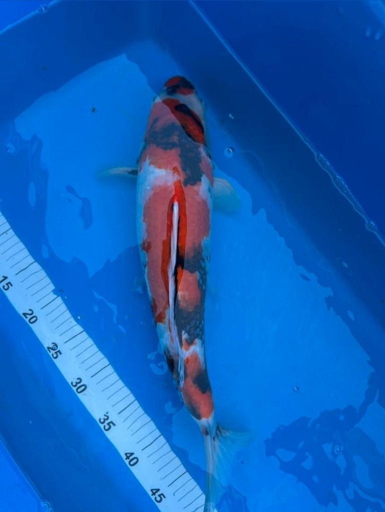 Showa  55 cm, Dieren en Toebehoren, Karper of Koi