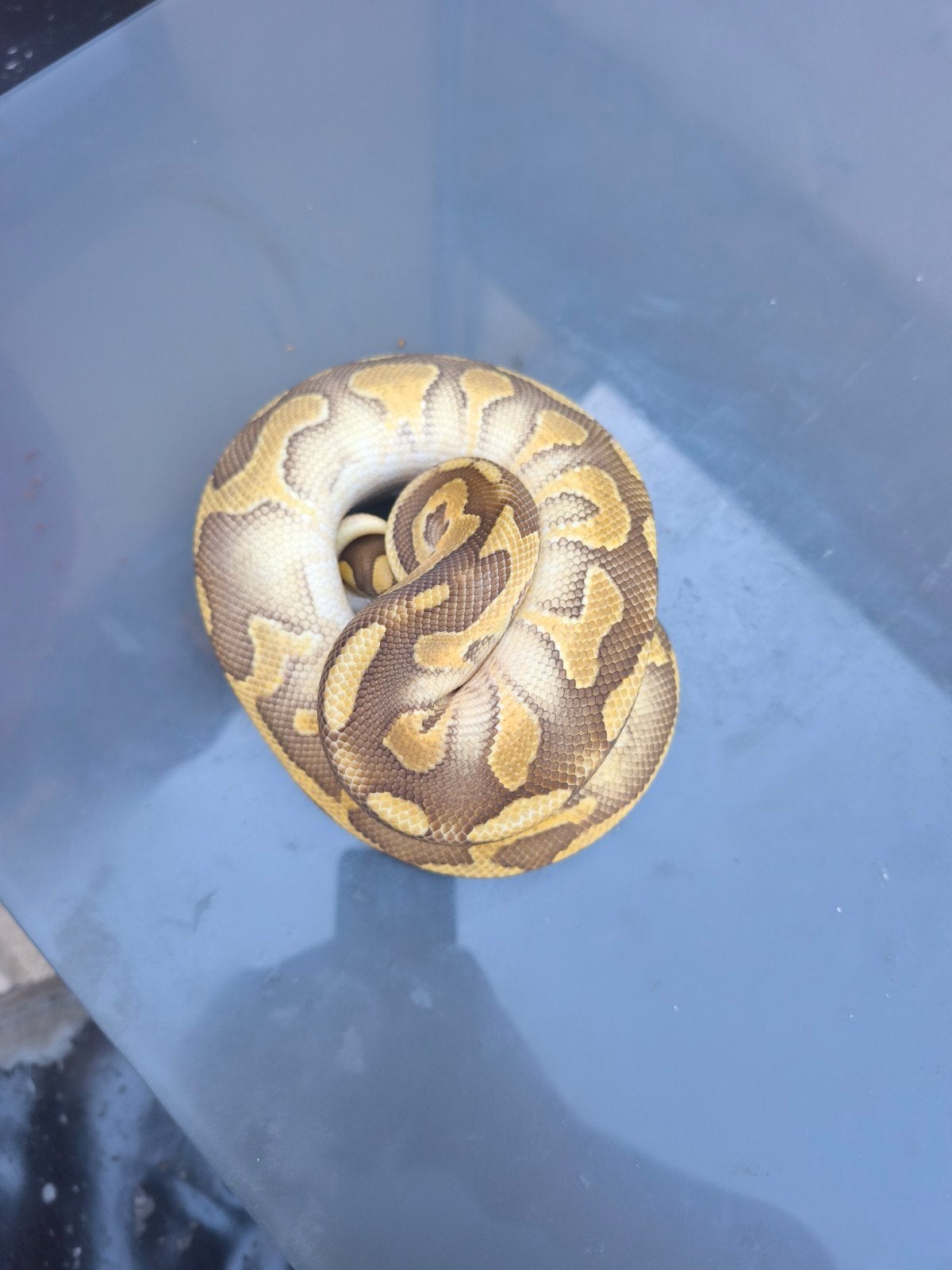 python regius enchi-wookie-yellow belly male, Dieren en Toebehoren, Reptielen en Amfibieën, Slang, 0 tot 2 jaar